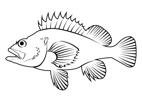 Rougheye Rockfish (Sebastes Aleutianus) Coloring Page